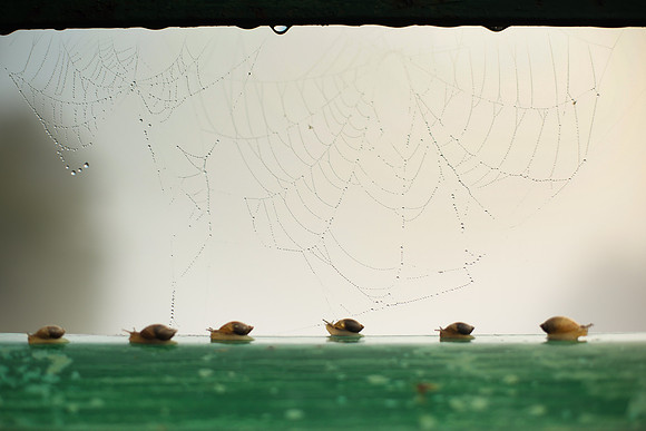 1270_DACHA-3_June 26, 2011