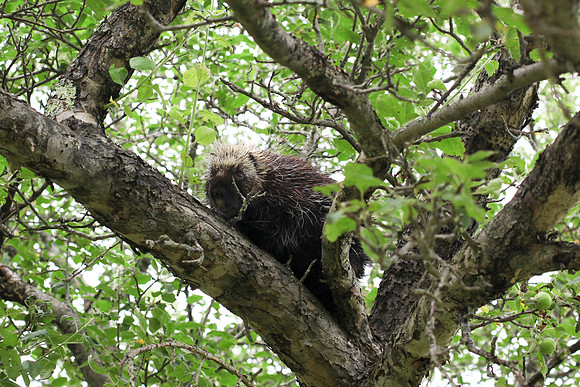 2425_DACHA-3_July 01, 2011